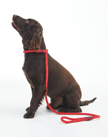 레드 Rope Reflective Dog 리드