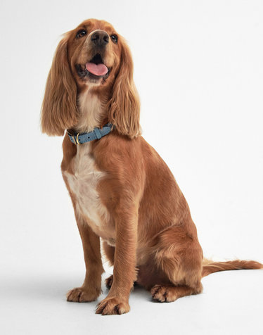 [Barbour Dog] 블루 Leather 애견 칼라