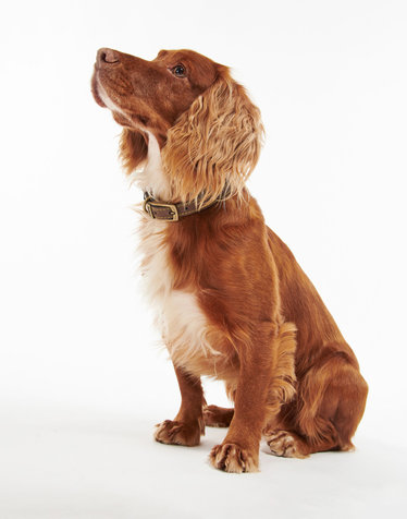[Barbour Dog] 브라운 Leather 애견 칼라