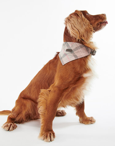 [Barbour Dog] 베이지 타탄 패턴 애견 반다나