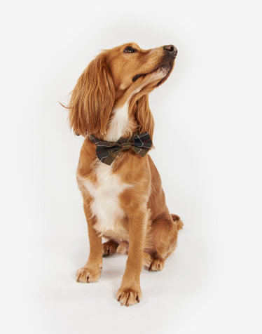 [Barbour Dog] 타탄 패턴 애견 보타이