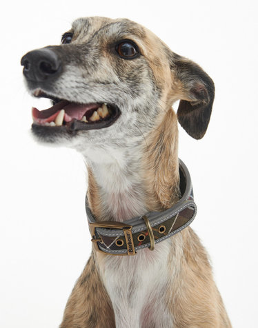 [Barbour Dog] 타탄 패턴 Comfort Lurcher 애견 칼라