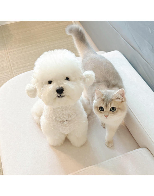 모아이 마루이 메이트 아쿠아텍스 강아지 고양이 반려동물 펫소파 펫베드 XL 착용컷