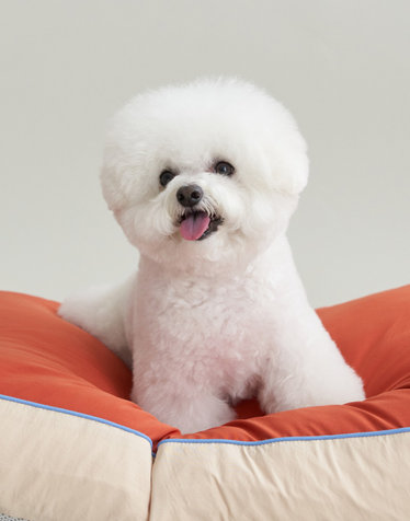 뜯김없는 알러지케어 방수 강아지방석 고양이 애견방석 쿠션 (솜포함)