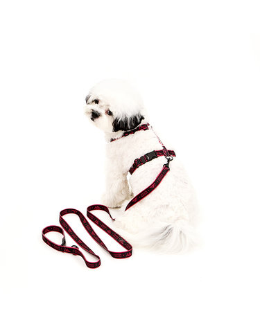 [키니키니XT1]SIGNATURE LOGO LEASH-BLACK(리드줄)