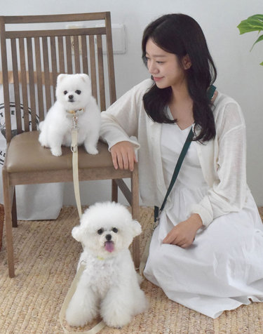 [핸즈프리] 멍보스 프리미엄 강아지 애견 앞섬방지 다견 리드줄
