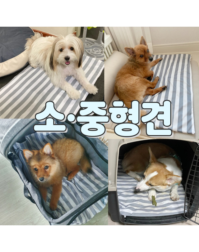 댕댕이가게 [세탁가능] 멍보스 냉감100% 강아지 애견 대형견 아이스 커버분리 쿨매트 착용컷