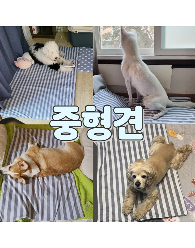 댕댕이가게 [세탁가능] 멍보스 냉감100% 강아지 애견 대형견 아이스 커버분리 쿨매트 착용컷