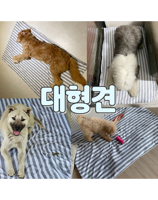 댕댕이가게 [세탁가능] 멍보스 냉감100% 강아지 애견 대형견 아이스 커버분리 쿨매트 착용컷