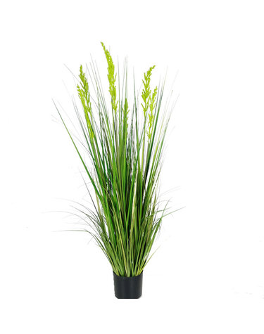 보리갈대 조화 그린 (150cm)