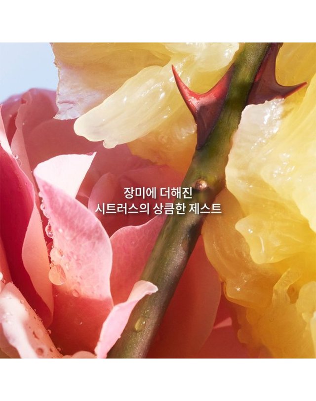겔랑 [갤러리아] [겔랑]라 쁘띠 로브 느와르 오 드 뚜왈렛 30ml 착용컷
