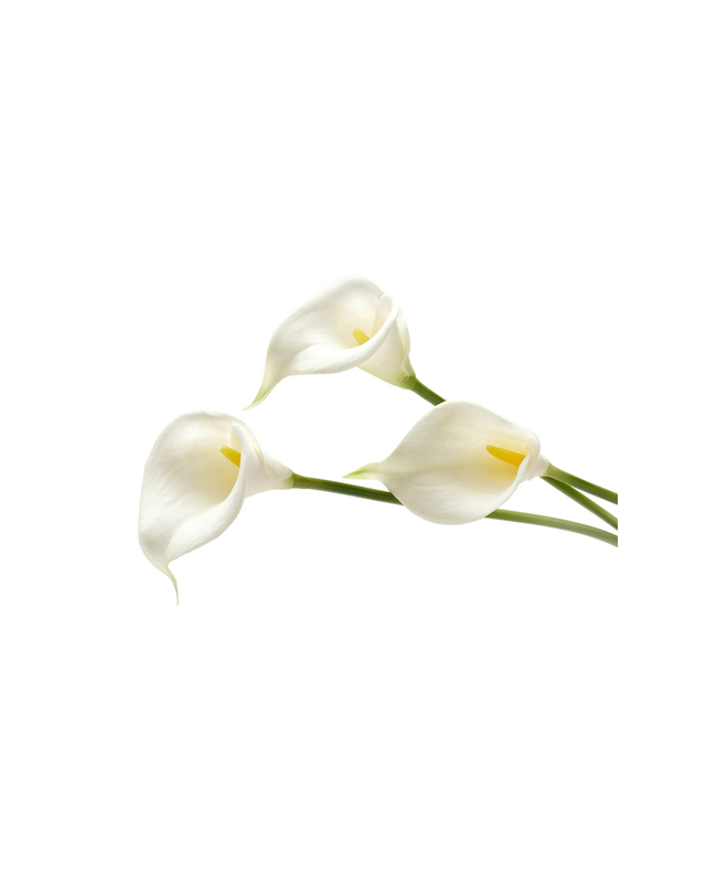 컬트 가이아 [해외직구][컬트가이아] 클러치 HDBCL381056AC1 CALLA XL ROSEM 7595842 착용컷