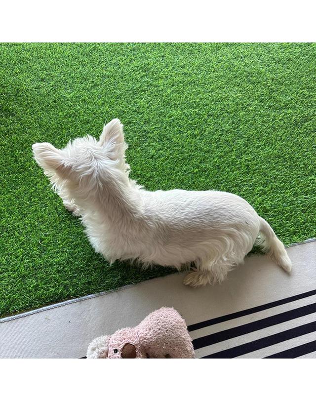 마치홈 베란다 옥상 인테리어 롤매트 인조잔디 1m x 5m x 25mm 착용컷