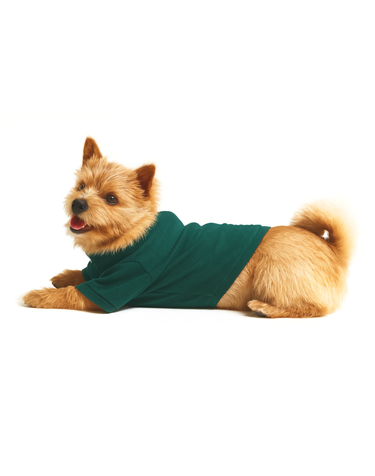 [HAZZYS PUPPY] 딥그린 스타일 강아지 의류