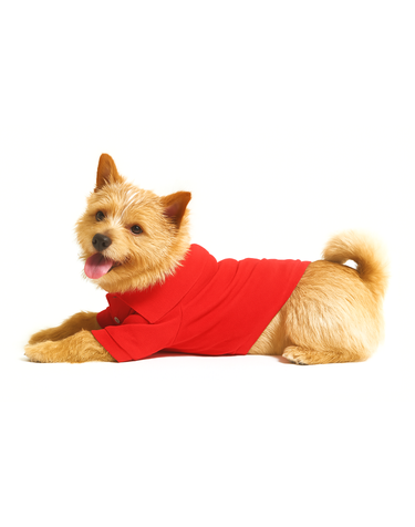 [HAZZYS PUPPY] 레드 스타일 강아지 의류