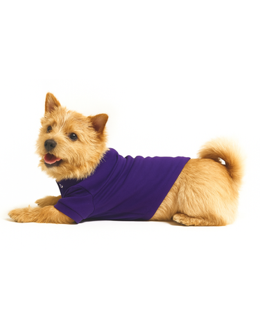 [HAZZYS PUPPY] 퍼플 스타일 강아지 의류
