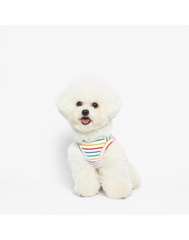 강아지 레인보우 나시티