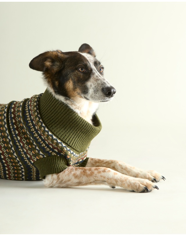 바버 도그 올리브 Marlow Fair Isle 점퍼 진한 연두 착용컷