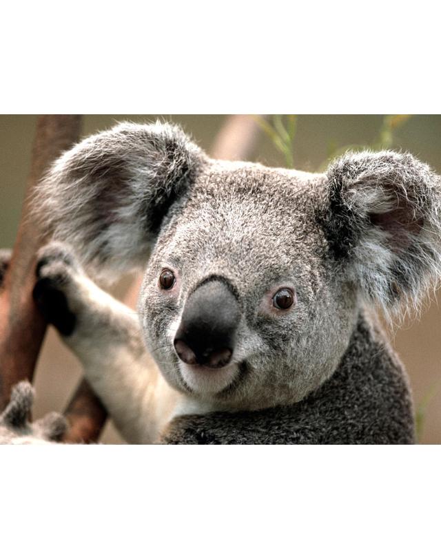 닥스 남성 네이비 솔리드 울 정장 세트(RX7701P01R) (PS0001224) 블랙그레이 상세